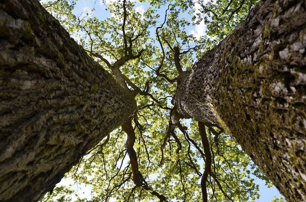 Comment les études environnementales influencent l'urbanisme ?